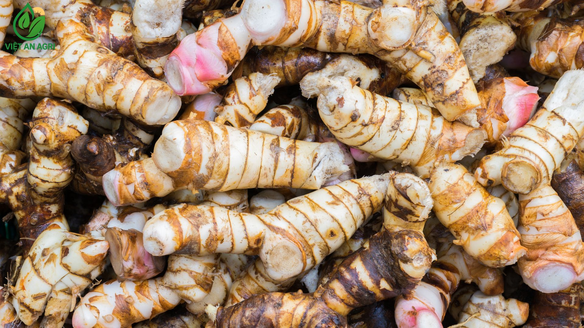 riềng củ