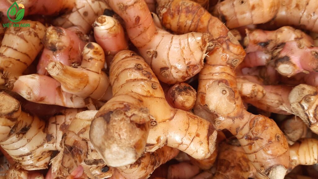 riềng củ