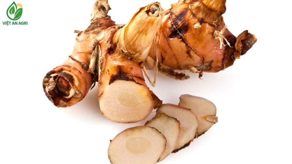 riềng củ