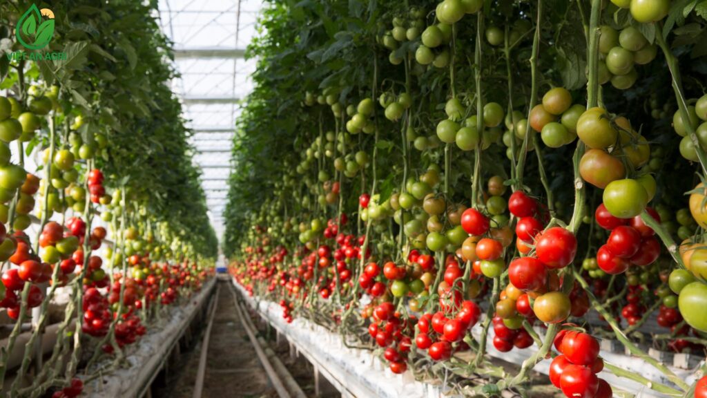 Quy trình cung ứng nông sản công nghiệp