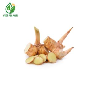 riềng củ