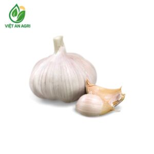 tỏi tươi Trung Quốc