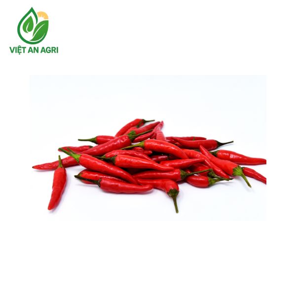 ớt chỉ thiên