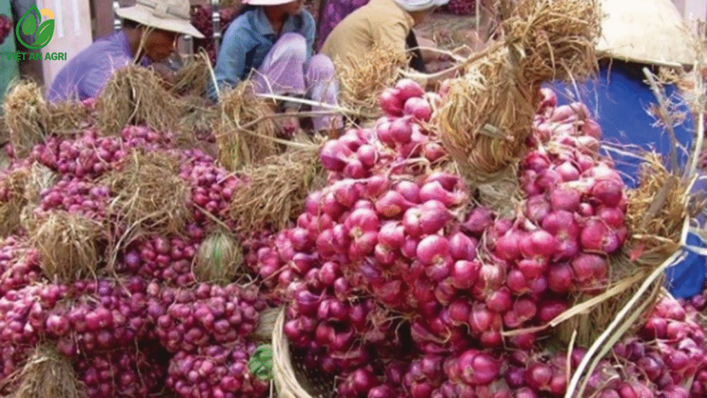 hành tím vĩnh châu