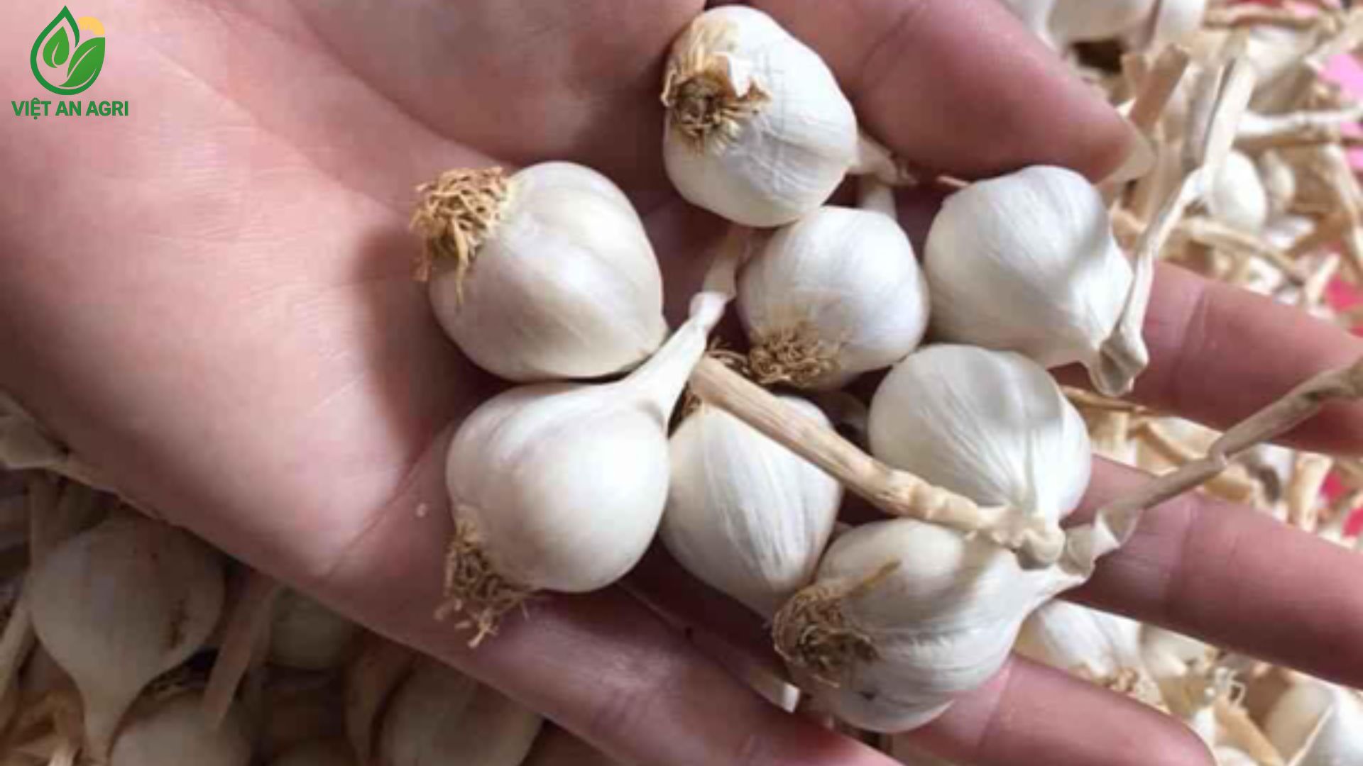 tỏi lý sơn