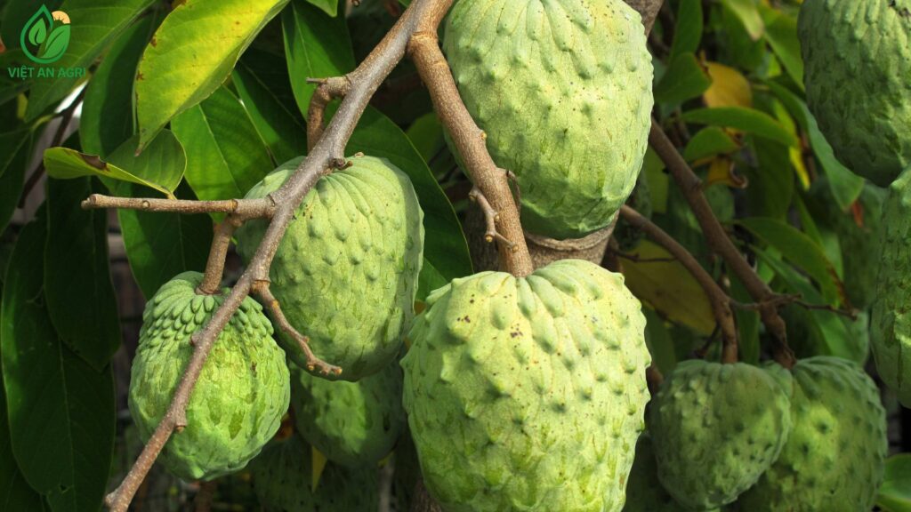 mãng cầu