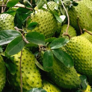 mãng cầu