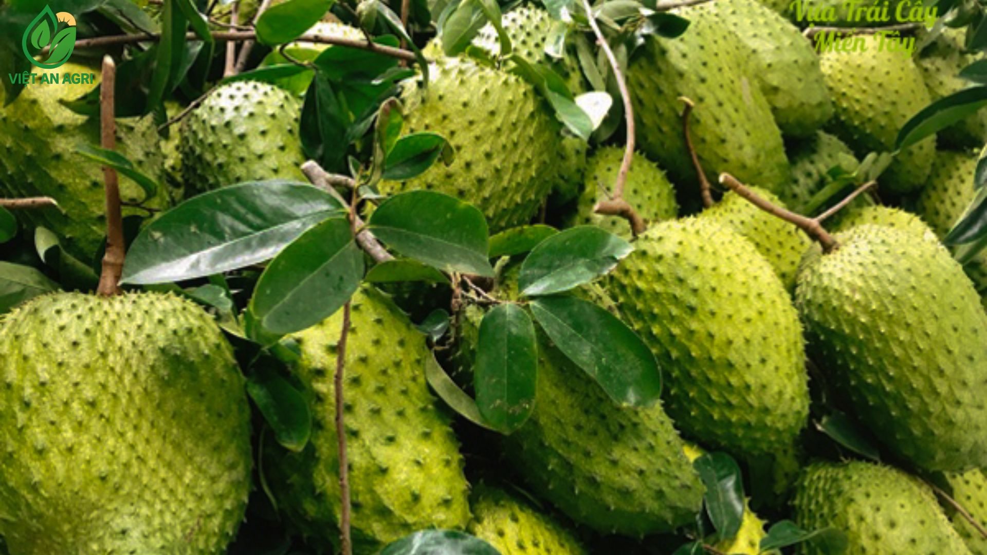 mãng cầu