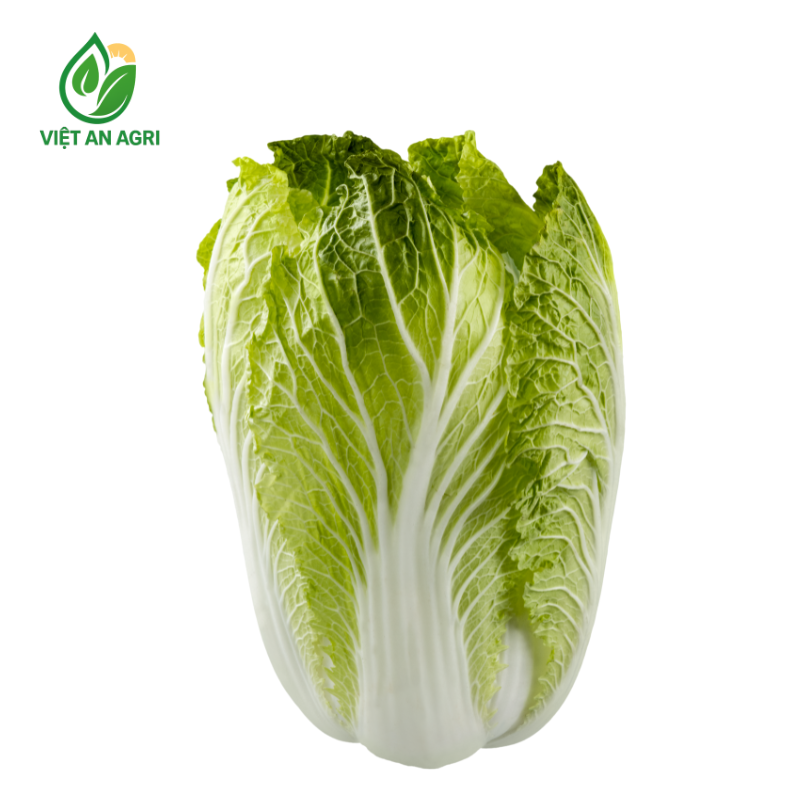 Cải thảo