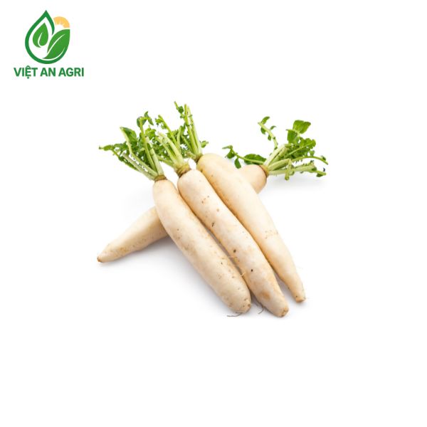 củ cải