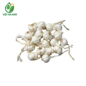 tỏi lý sơn