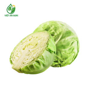 Bắp cải