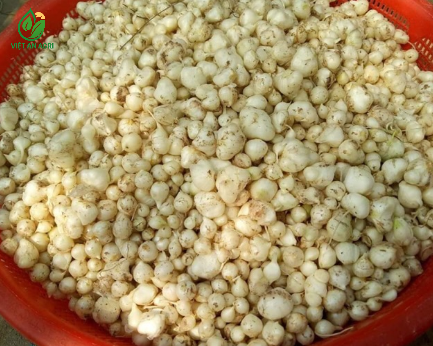 Hành tăm lột vỏ