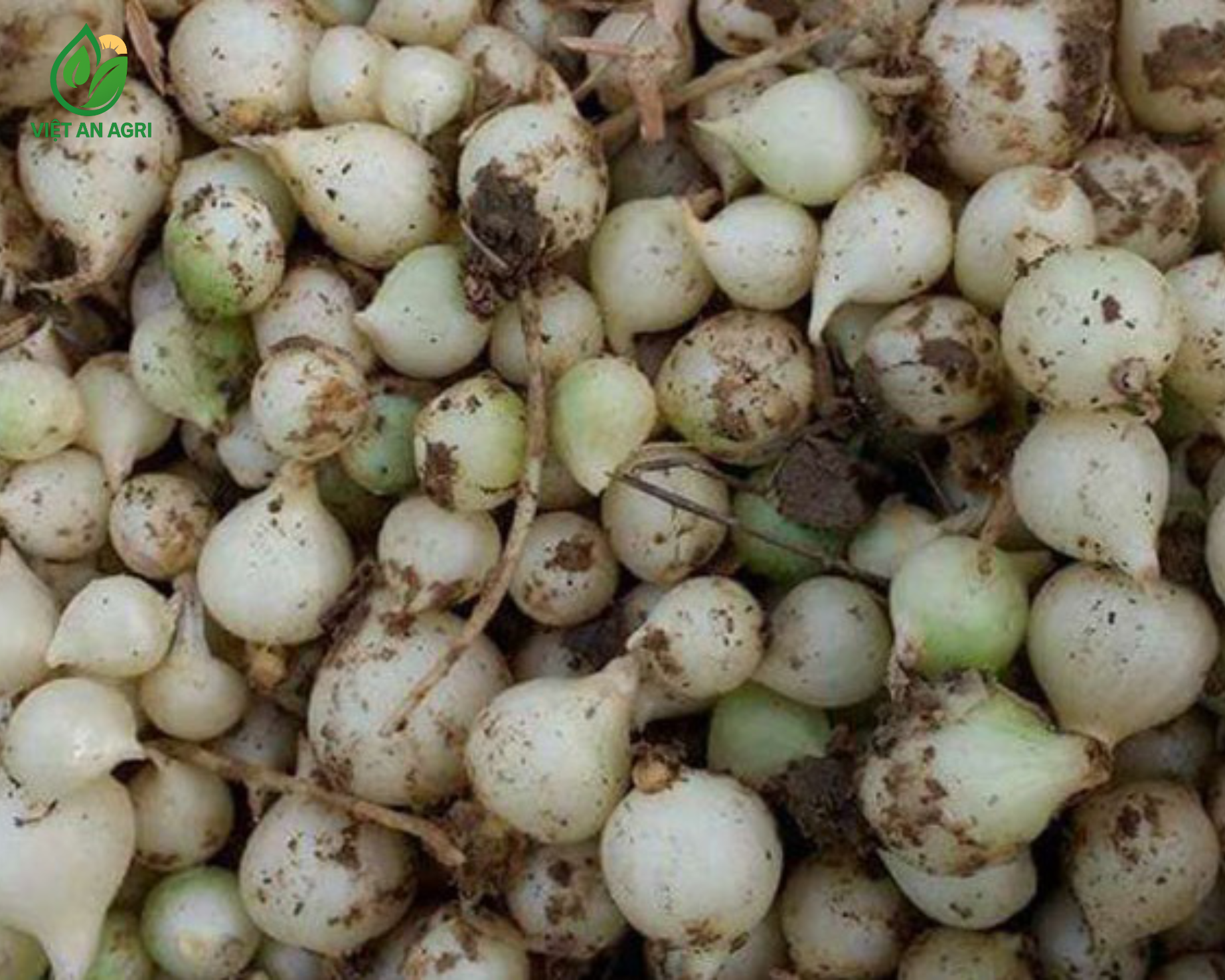 Hành tăm lột vỏ