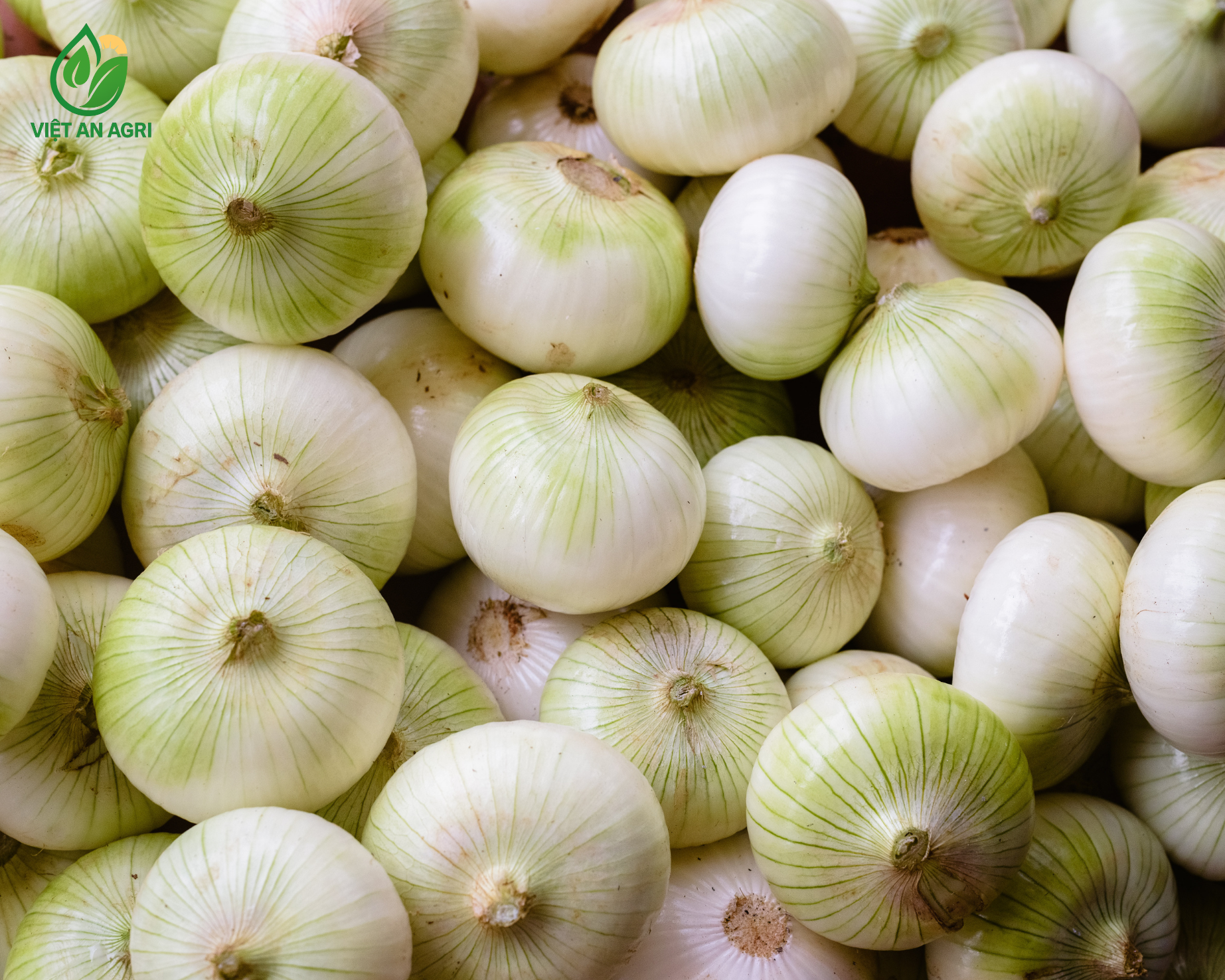 Hành tây lột vỏ