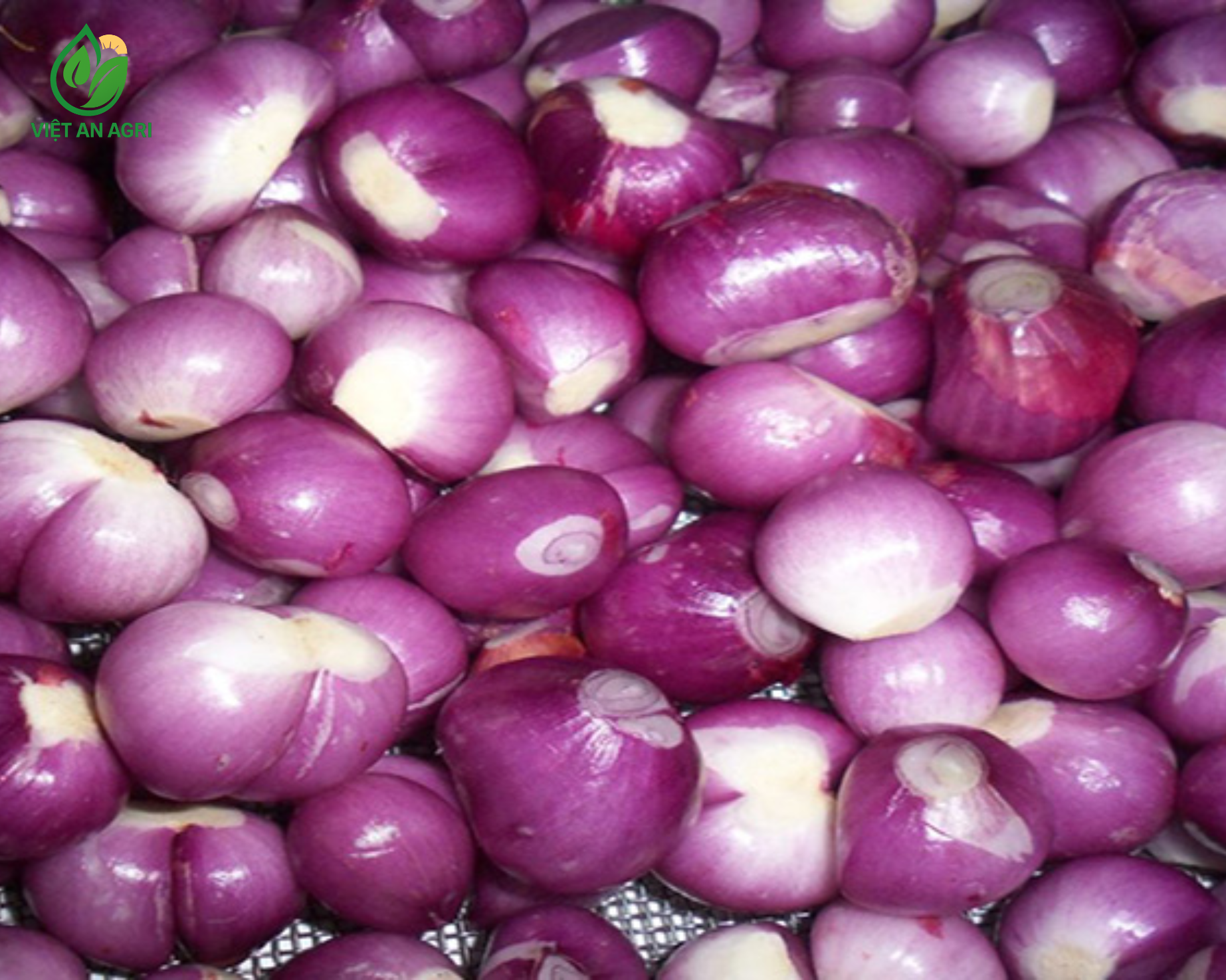 Hành tím Indo lột vỏ