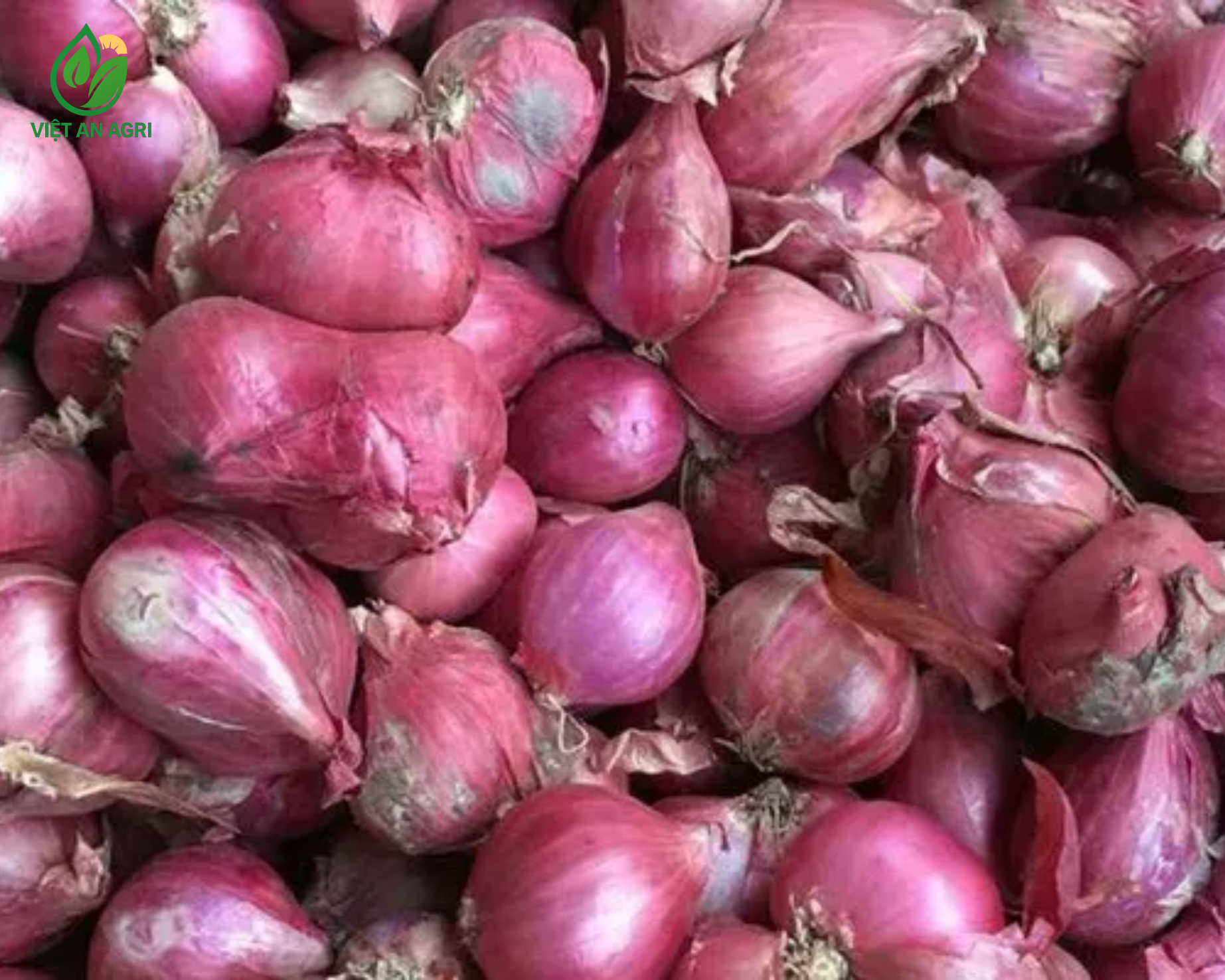 Hành tím Ninh Thuận lột vỏ
