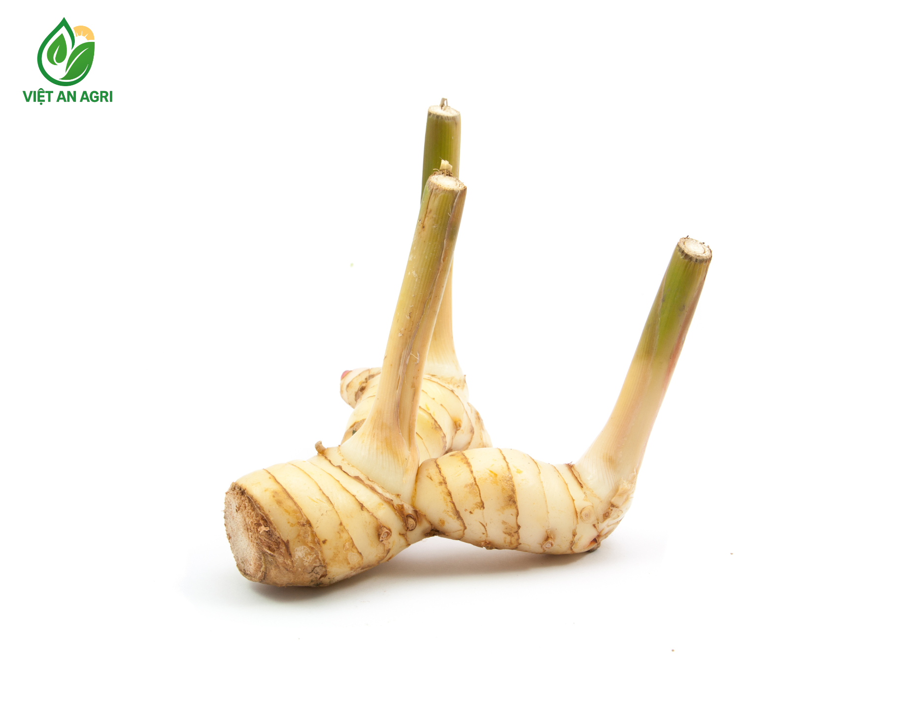 Riềng cạo vỏ