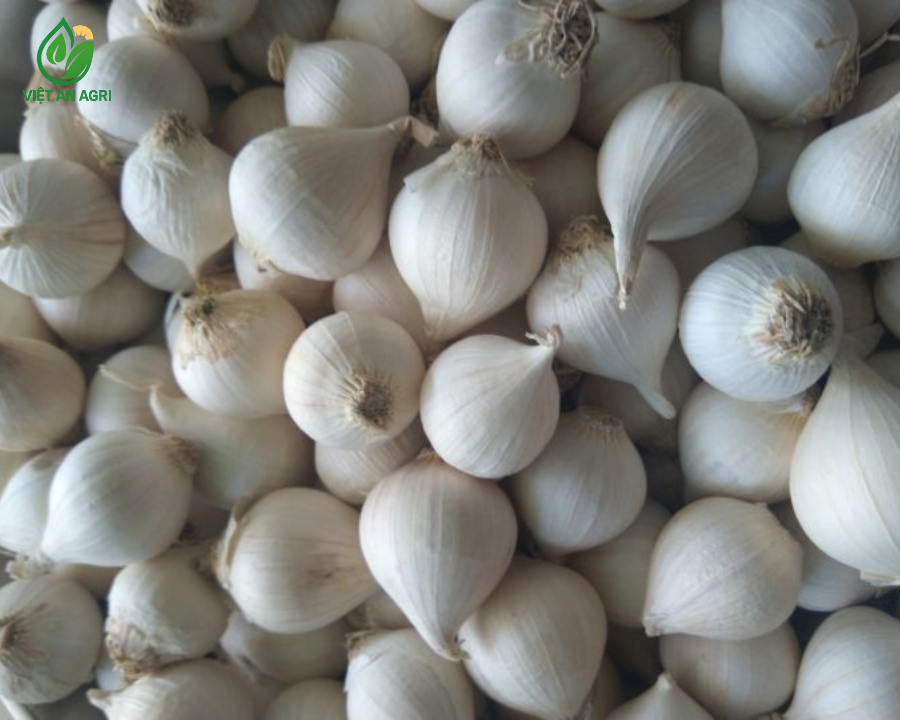 Tỏi cô đơn Ấn Độ lột vỏ