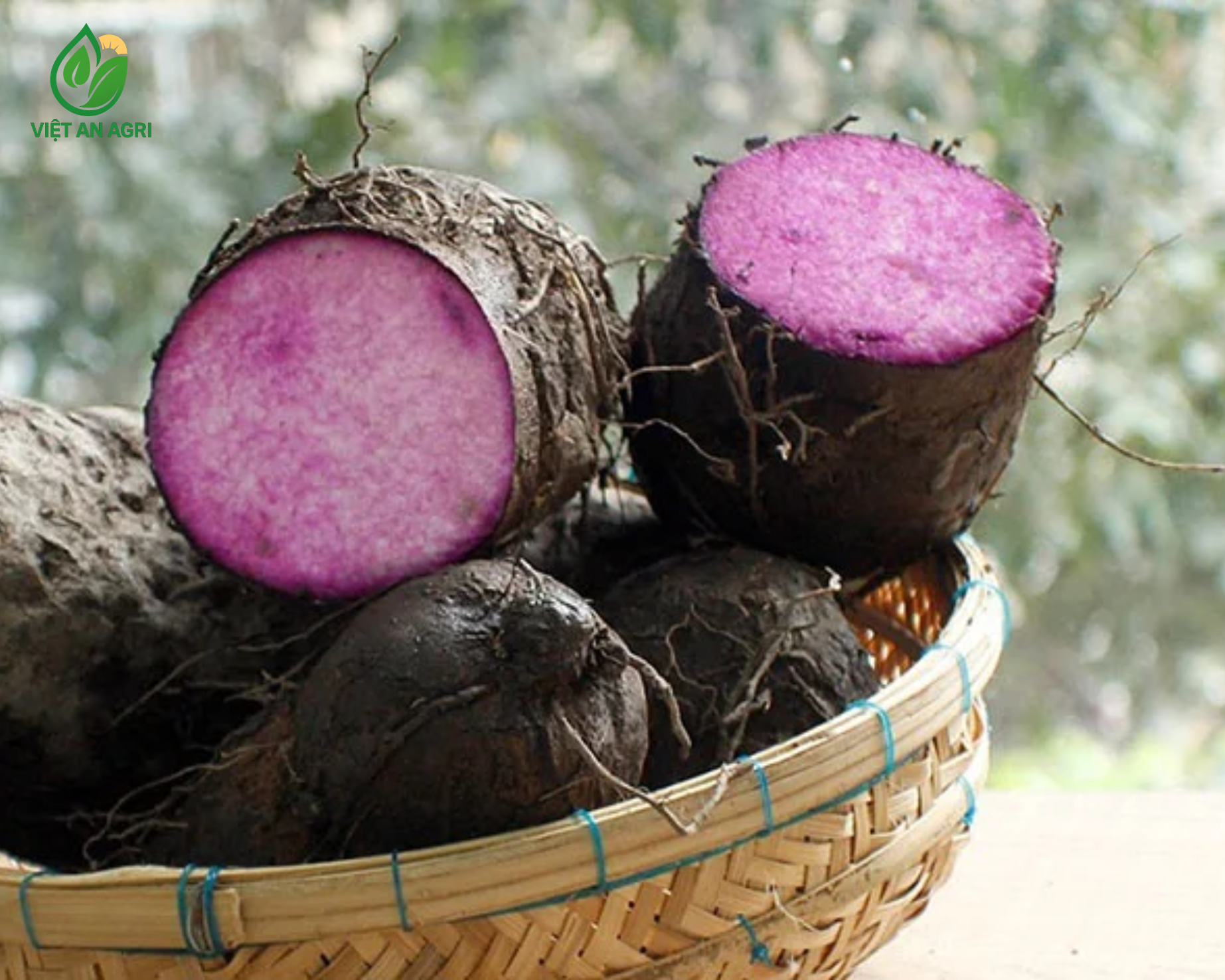 Khoai mỡ gọt