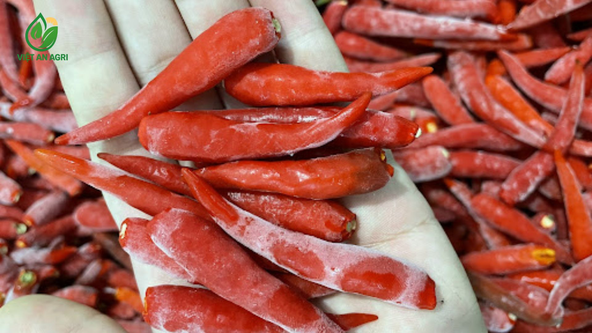 ot-chi-thien-lat-cuong-dong-lanh-la-gi