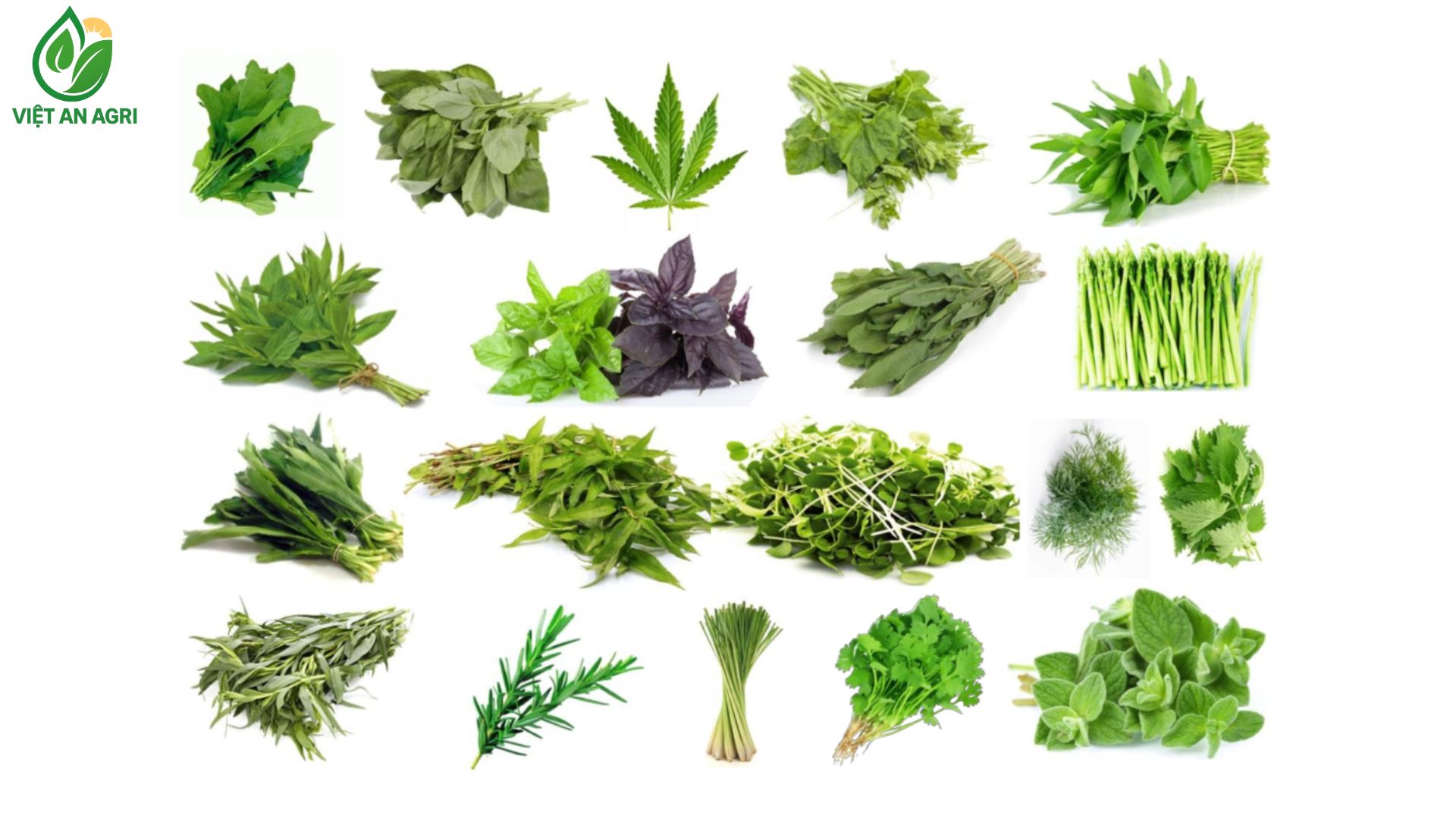 Nhiều-loại-Rau-thơm-và-Thảo-mộc-xanh-bó-lại-Cải-rô-két-Húng-quế-Lá-cần-sa-Rau-mùi-Rau-muống-Rau-hẹ-Rau-húng-tím-Rau-xô-thơm-Măng-tây-Rau-răm-Rau-mùi-tàu-Cỏ-linh-lăng-Thìa-là-Cỏ-ba-lá-Cỏ-xạ-hương-Lá-hương-thảo-Sả-Rau-mùi-Origanô-tất-cả-trên-nền-trắng