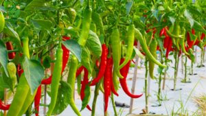 MOQ ớt sừng cho doanh nghiệp