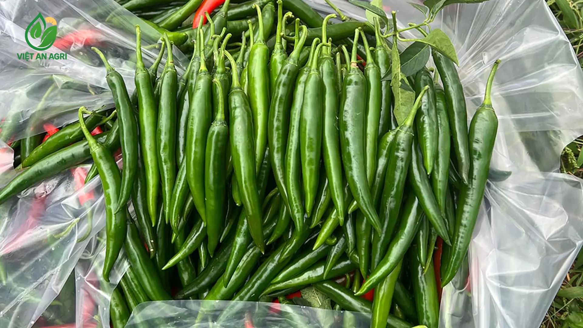 Ớt sừng bán sỉ