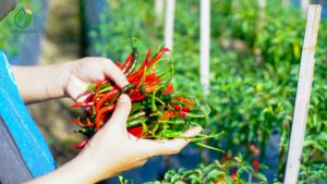 quy cách đóng gói ớt sừng